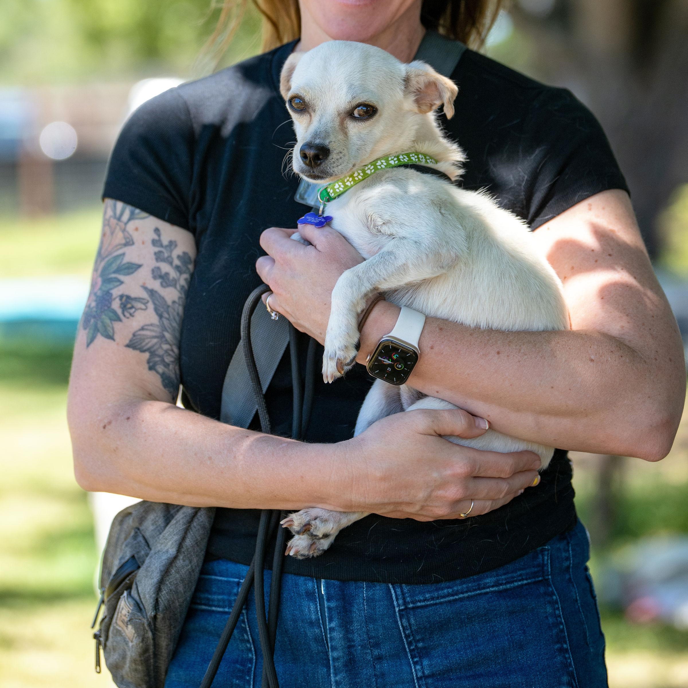 Gus Gus, ADOPTABLE, Adult Male Chihuahua.