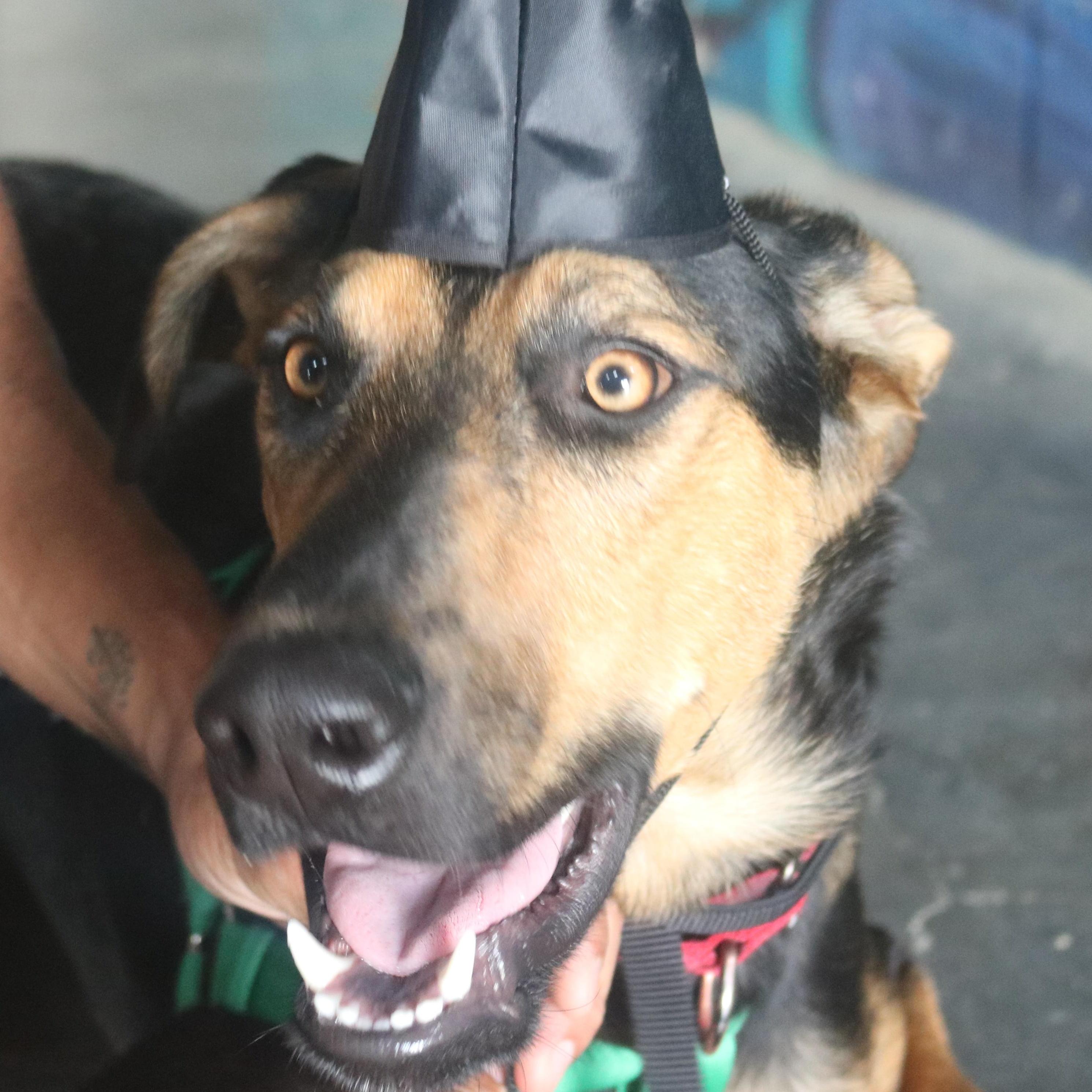 Enlarge Rufus, a ADOPTABLE mixed breed in Santa Clara, CA image 1/5