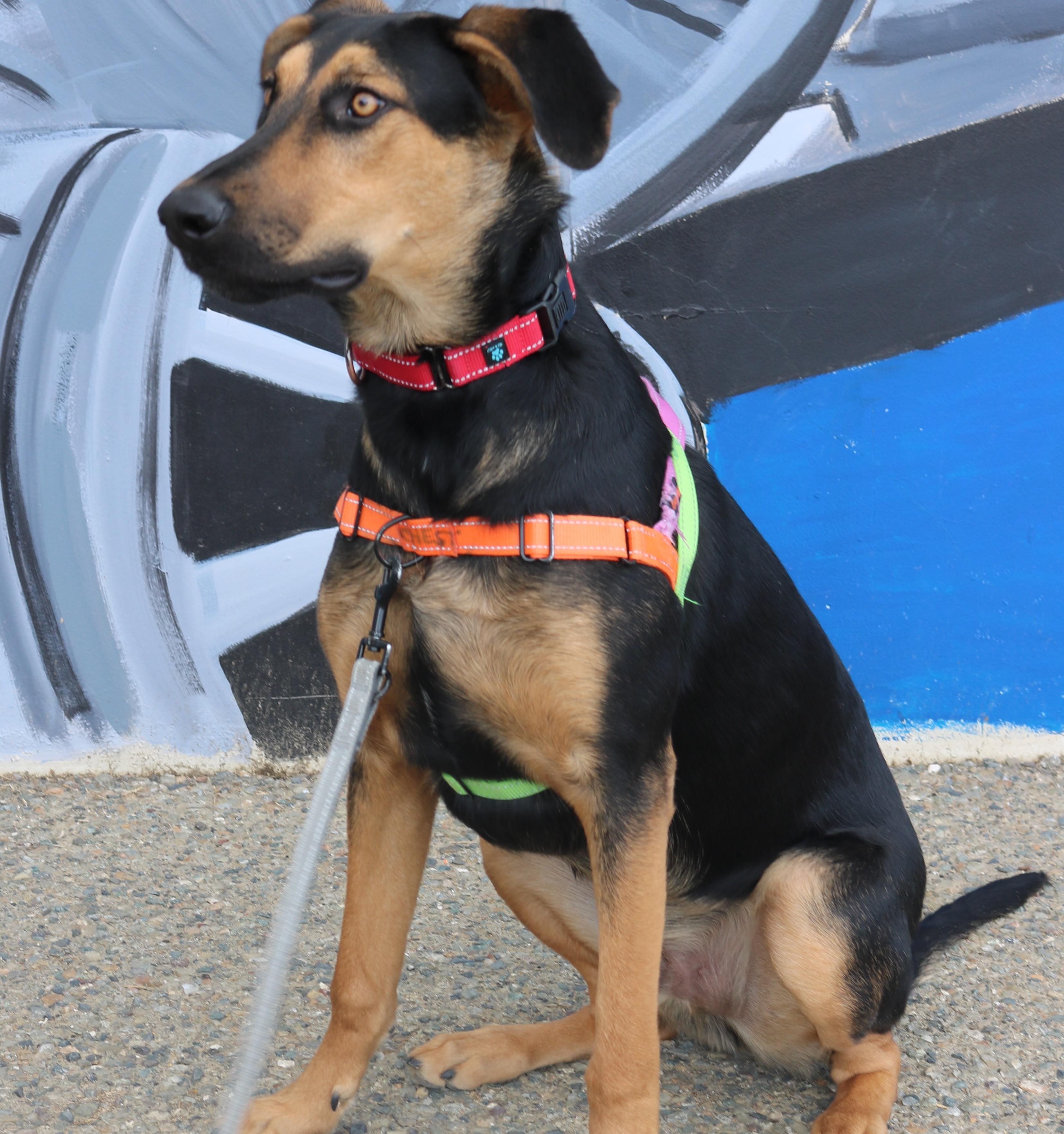 Enlarge Rufus, a ADOPTABLE mixed breed in Santa Clara, CA image 2/5