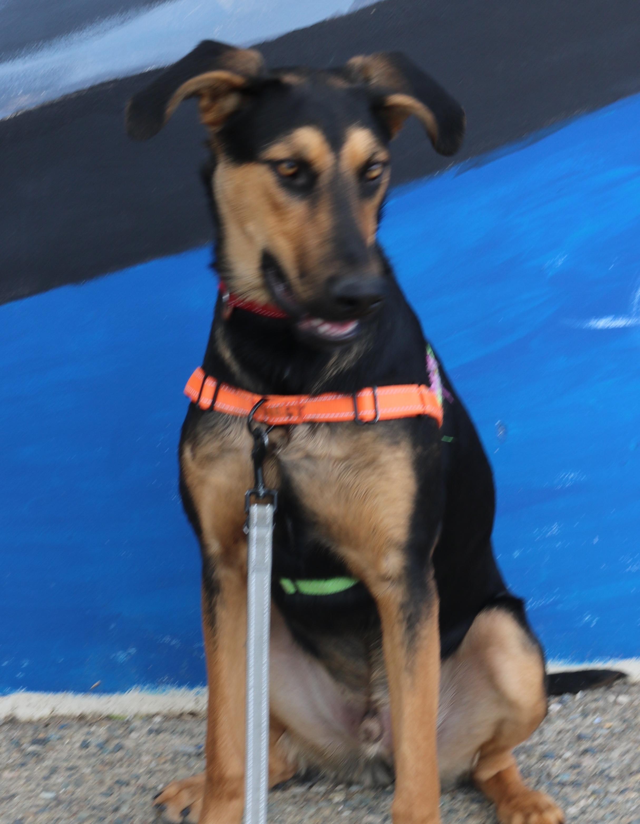 Enlarge Rufus, a ADOPTABLE mixed breed in Santa Clara, CA image 4/5