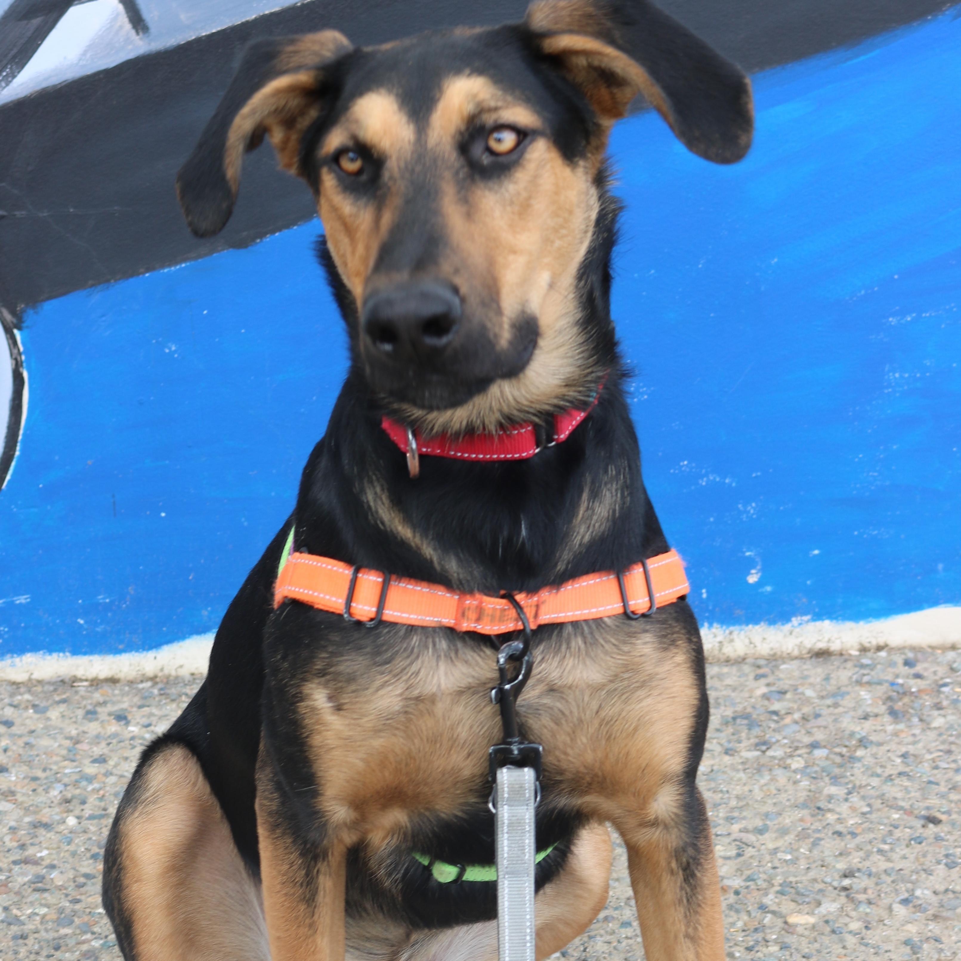 Rufus, ADOPTABLE, Young Male Doberman Pinscher & German Shepherd Dog.