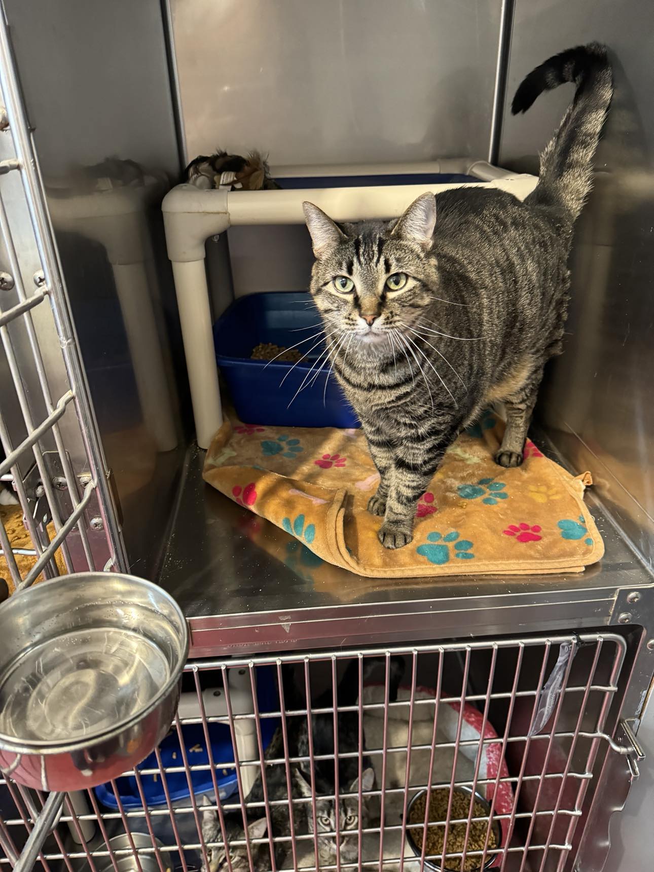 Marbles, Adoptable, Adult Female Domestic Short Hair.