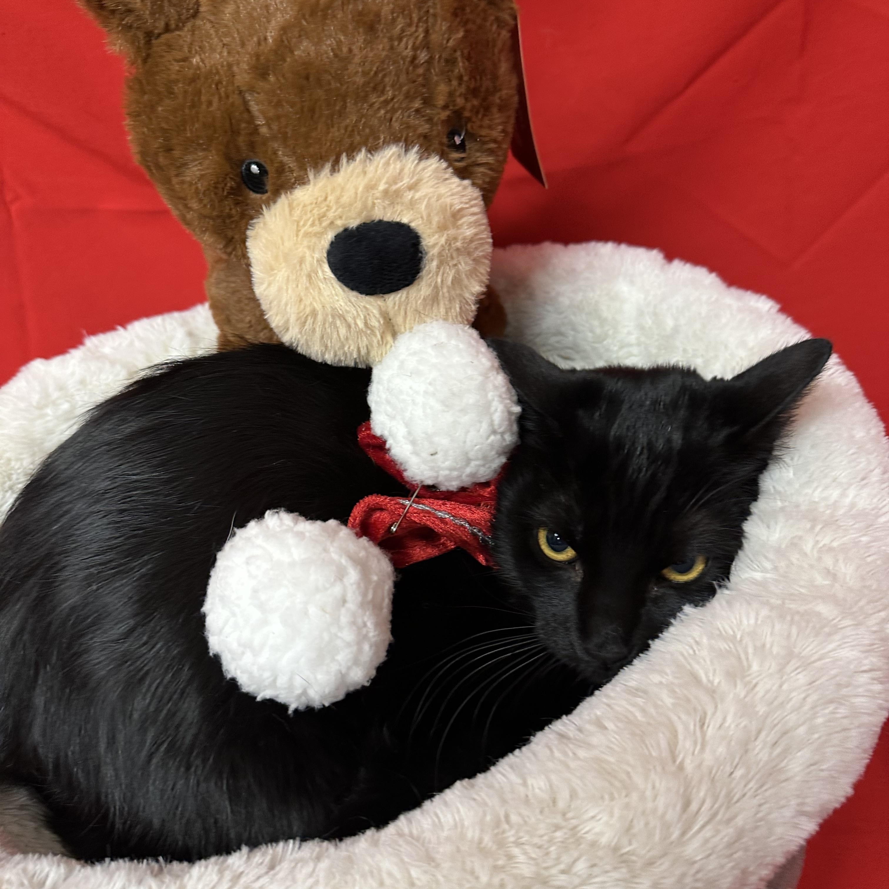 Enlarge Milo, a Adoptable Domestic Short Hair in Tracy, CA image 1/5