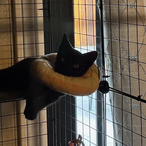 Milo photo 3