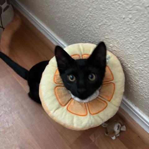 Enlarge Milo, a Adoptable Domestic Short Hair in Tracy, CA image 2/5