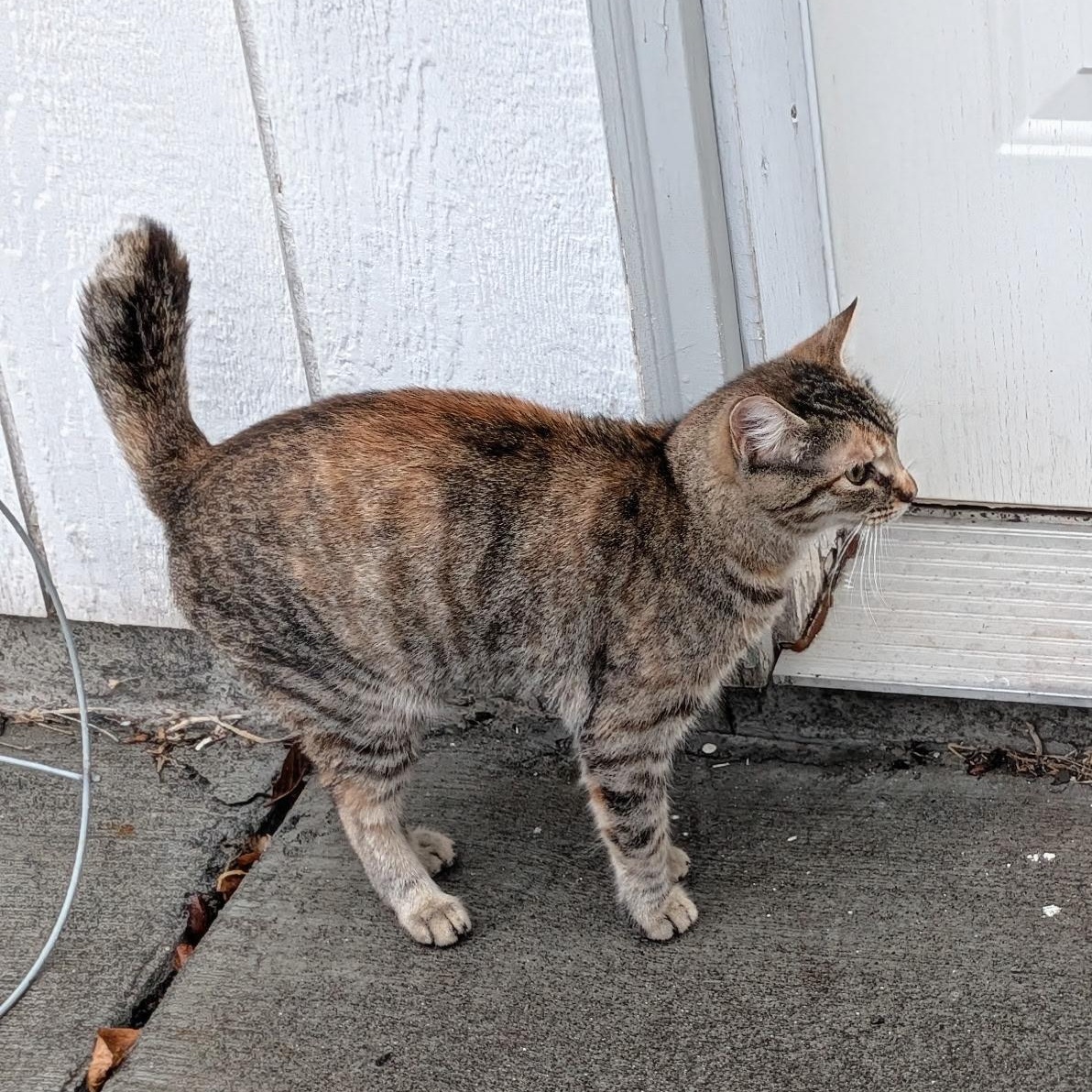 Enlarge Bobby Brooks, a ADOPTABLE Domestic Short Hair in Portland, OR image 2/3