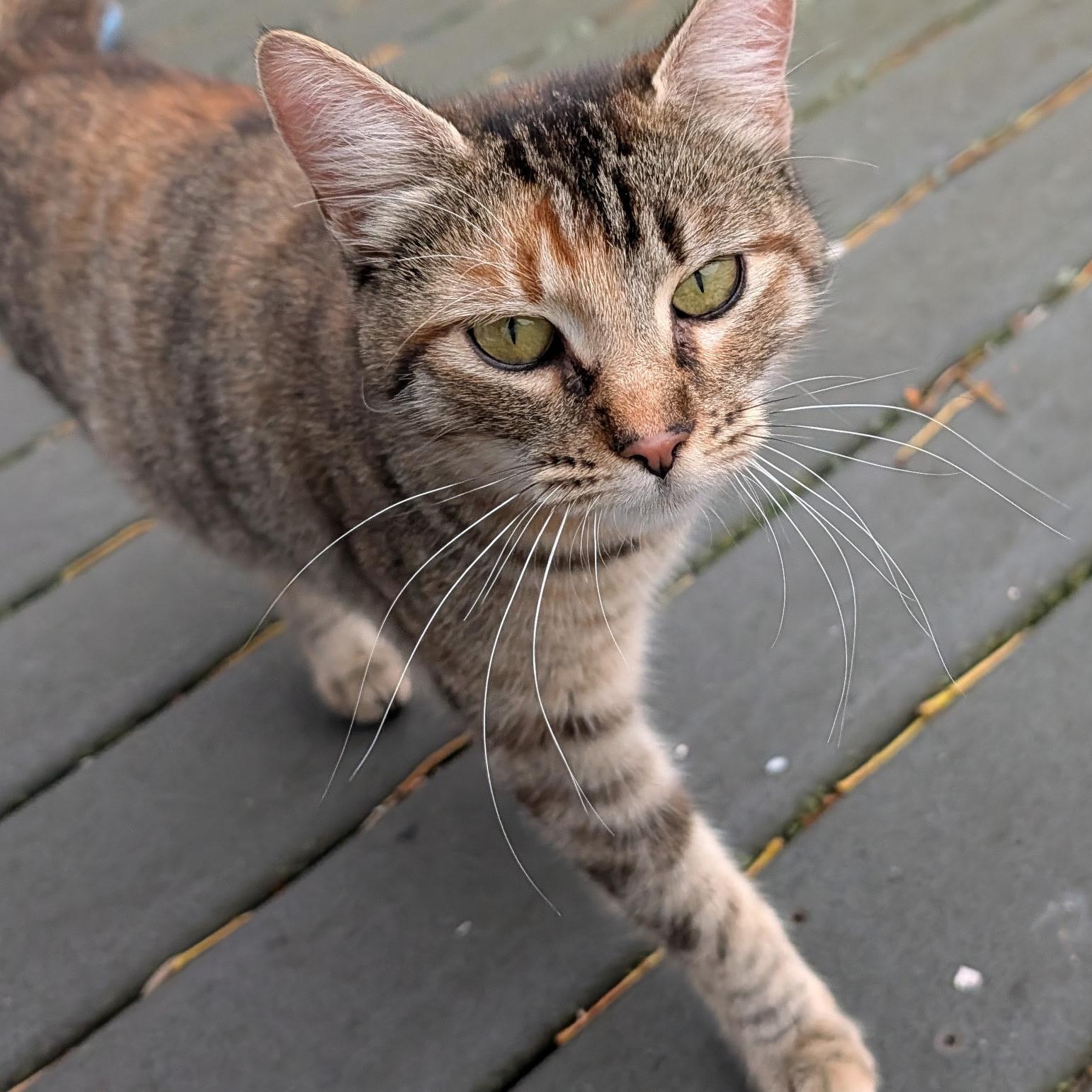 Bobby Brooks, ADOPTABLE, Young Female Domestic Short Hair.