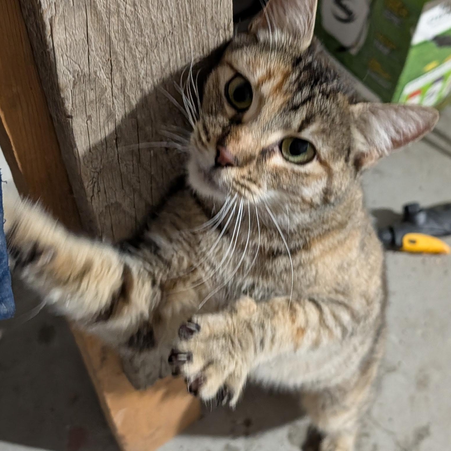 Enlarge Bobby Brooks, a ADOPTABLE Domestic Short Hair in Portland, OR image 3/3