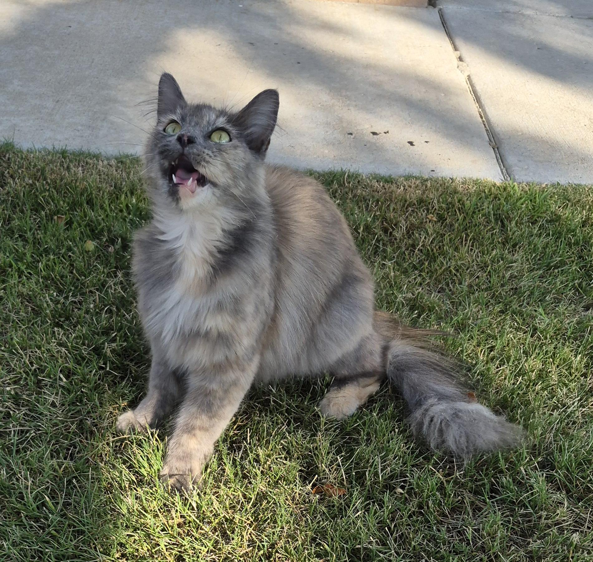 coco, a ADOPTABLE Dilute Tortoiseshell in Santa Clarita, CA image 1/2