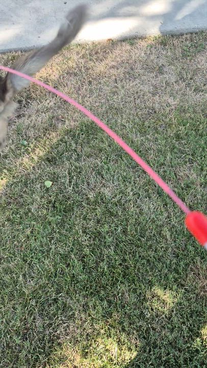 Enlarge coco, a ADOPTABLE Dilute Tortoiseshell in Santa Clarita, CA video 2/2
