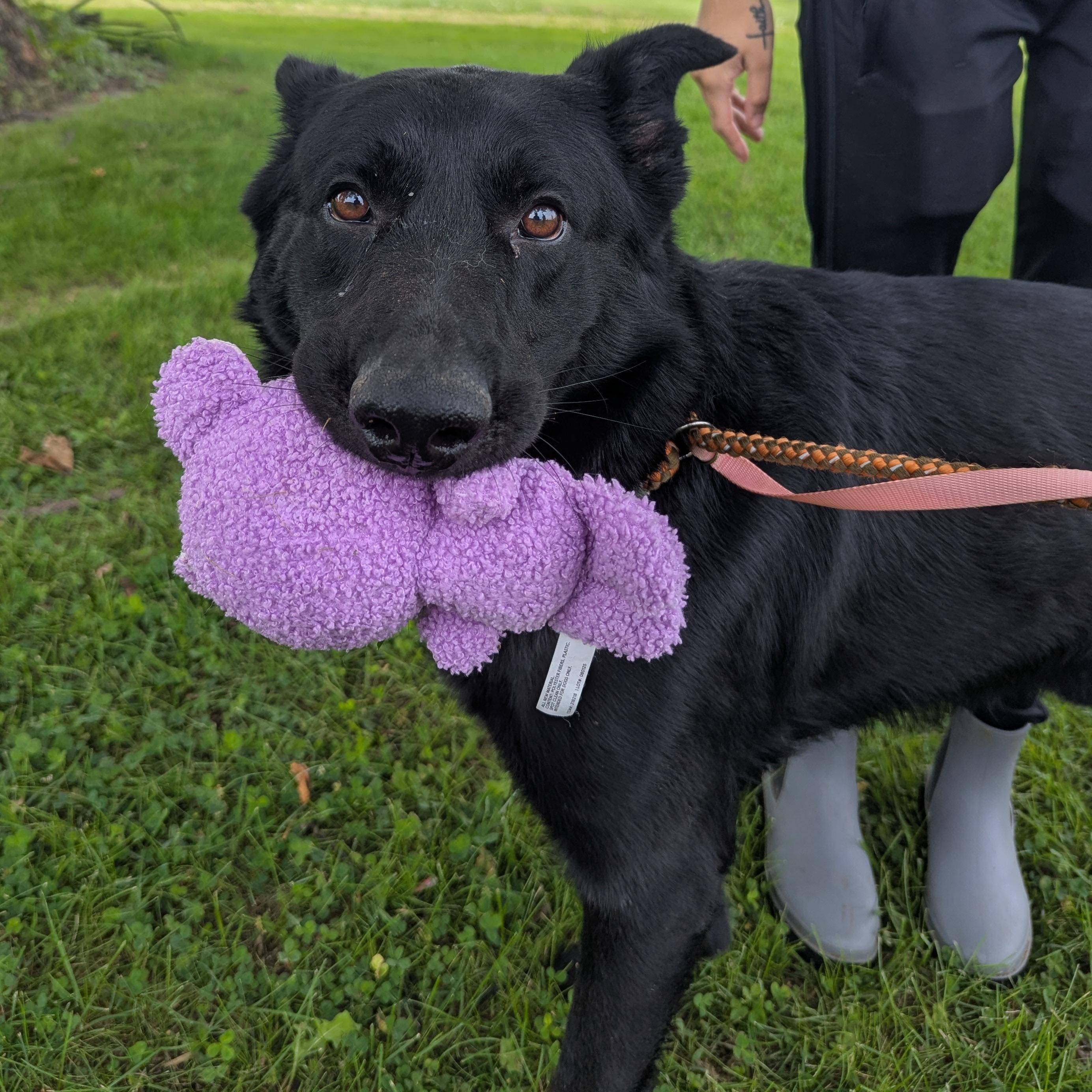 Enlarge Kai, a ADOPTABLE mixed breed in Valparaiso, IN image 3/3