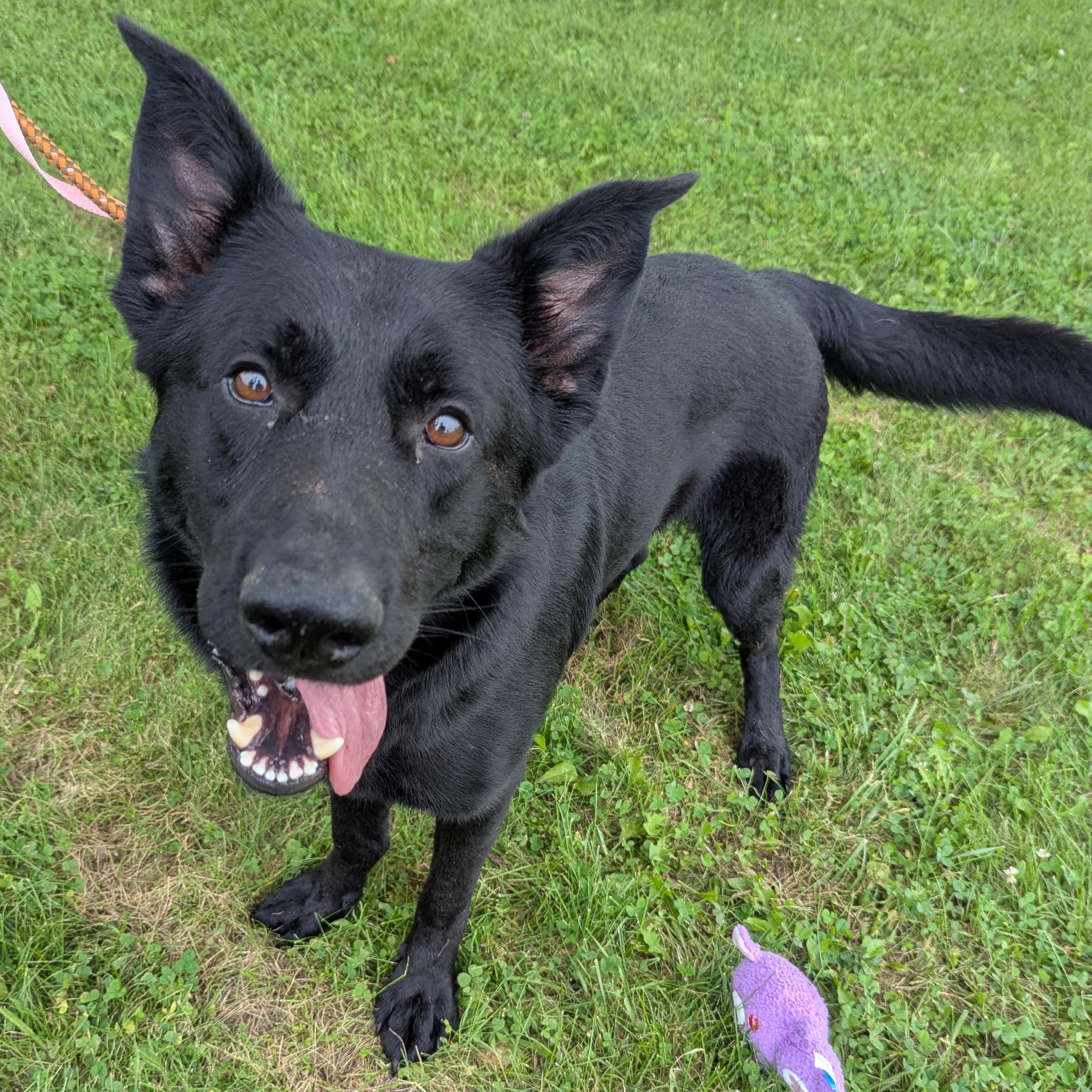 Enlarge Kai, a ADOPTABLE mixed breed in Valparaiso, IN image 2/3