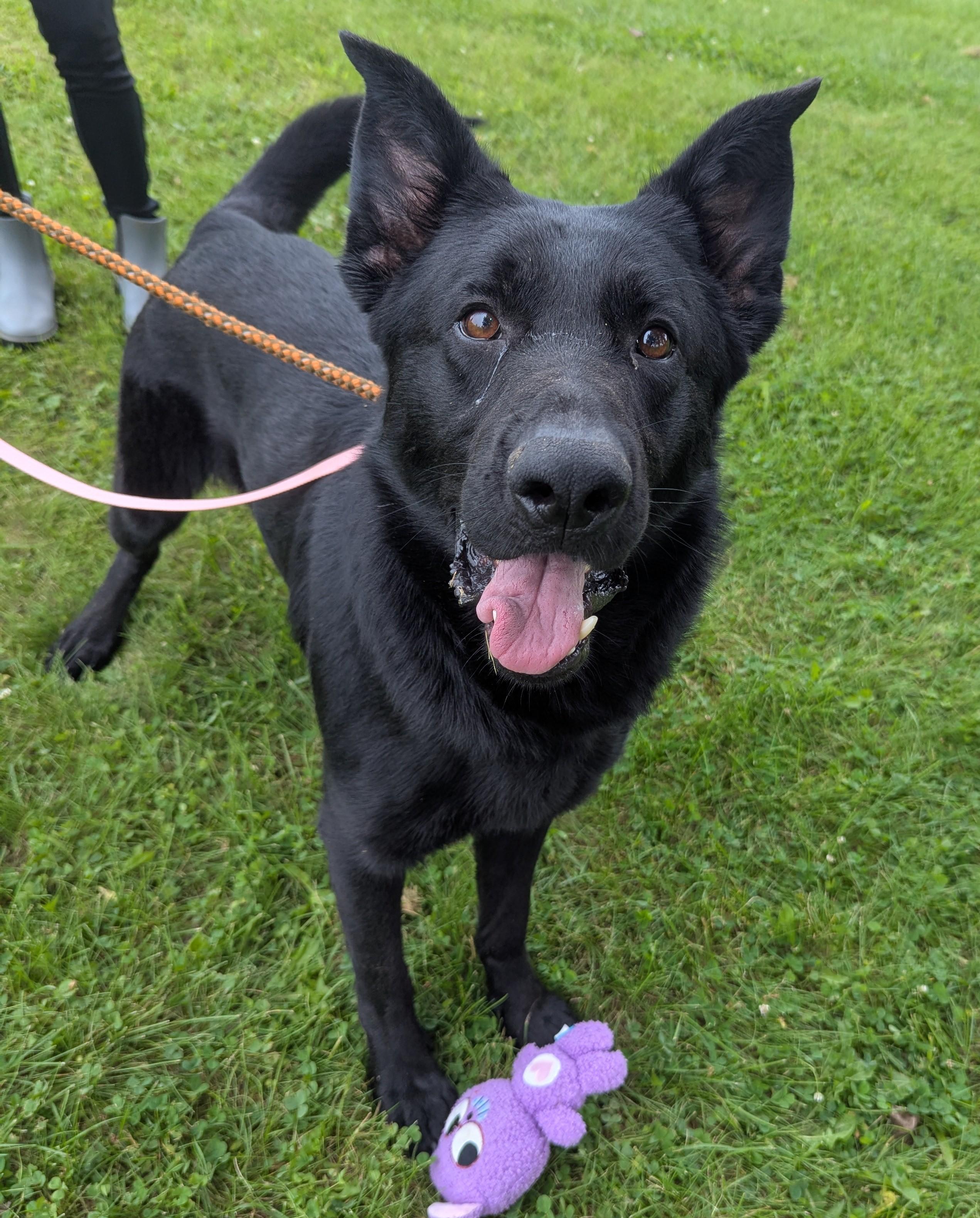 Enlarge Kai, a ADOPTABLE mixed breed in Valparaiso, IN image 1/3