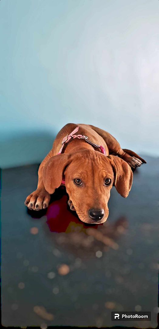 Hanna, Adopted, Puppy Female Beagle & Vizsla.