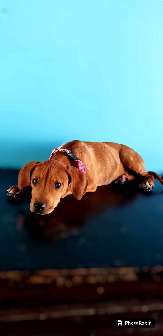 Hanna, a Adopted mixed breed in Tijuana, BCN image 2/4