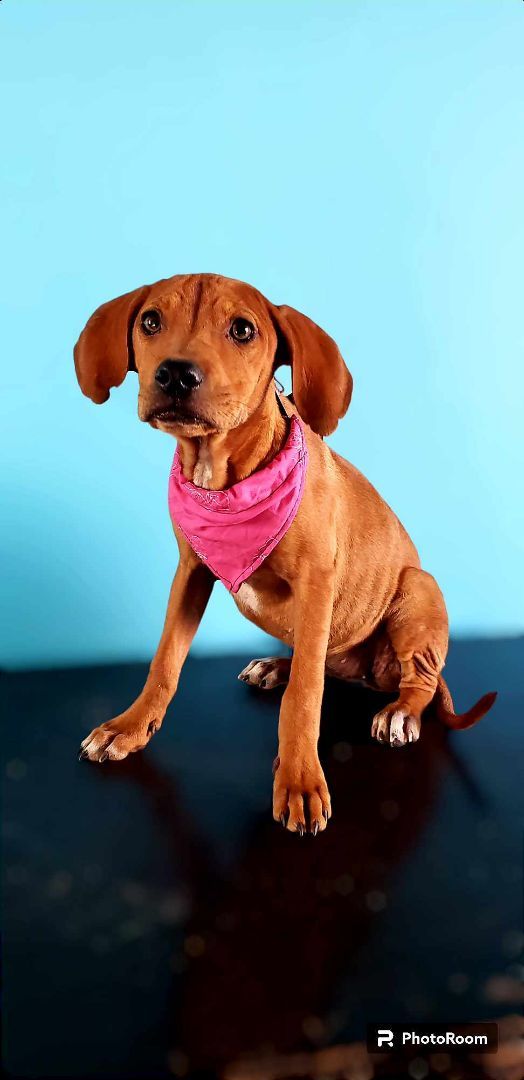 Hanna, a Adopted mixed breed in Tijuana, BCN image 3/4