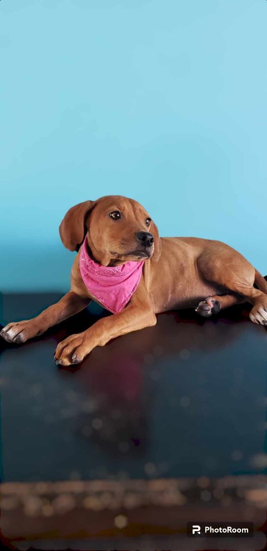 Hanna, a Adopted mixed breed in Tijuana, BCN image 4/4