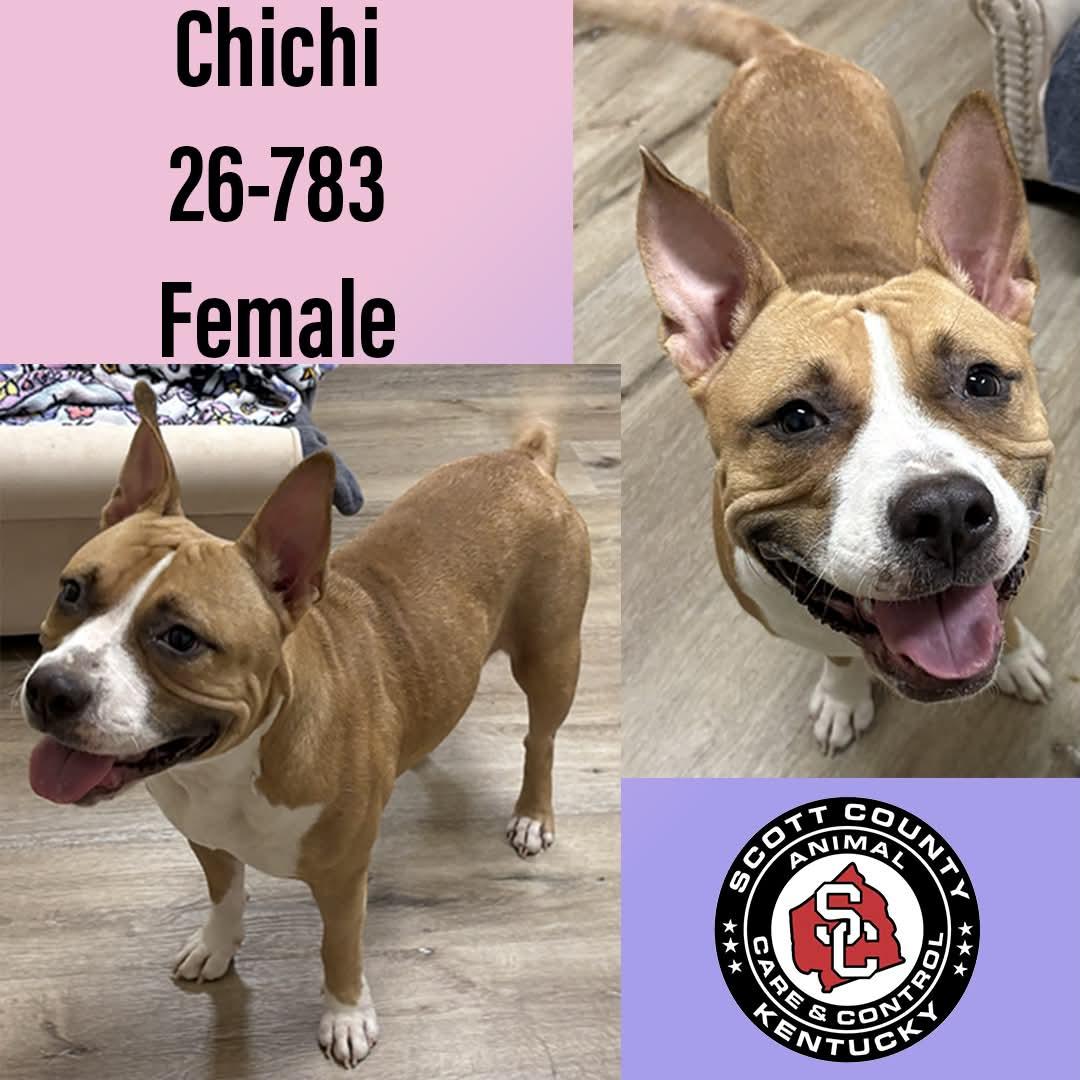 Enlarge Chichi, a Adoptable Pit Bull Terrier in Georgetown, KY image 1/1