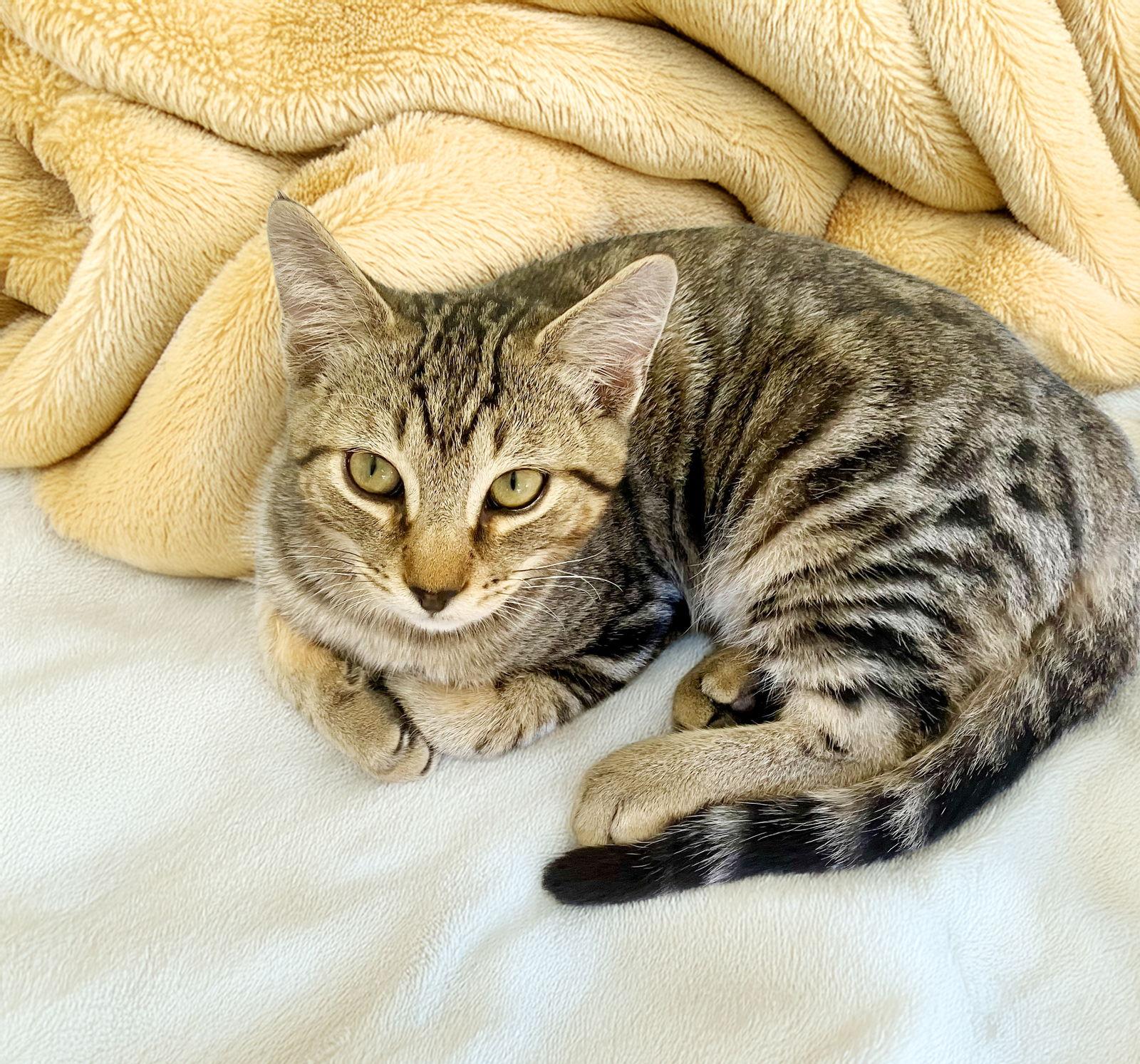 Zeus, Adoptable, Young Male Tabby.