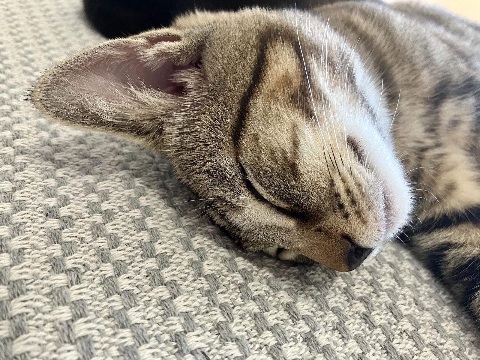 Enlarge Zeus, a Adoptable Tabby in Alameda, CA image 3/3