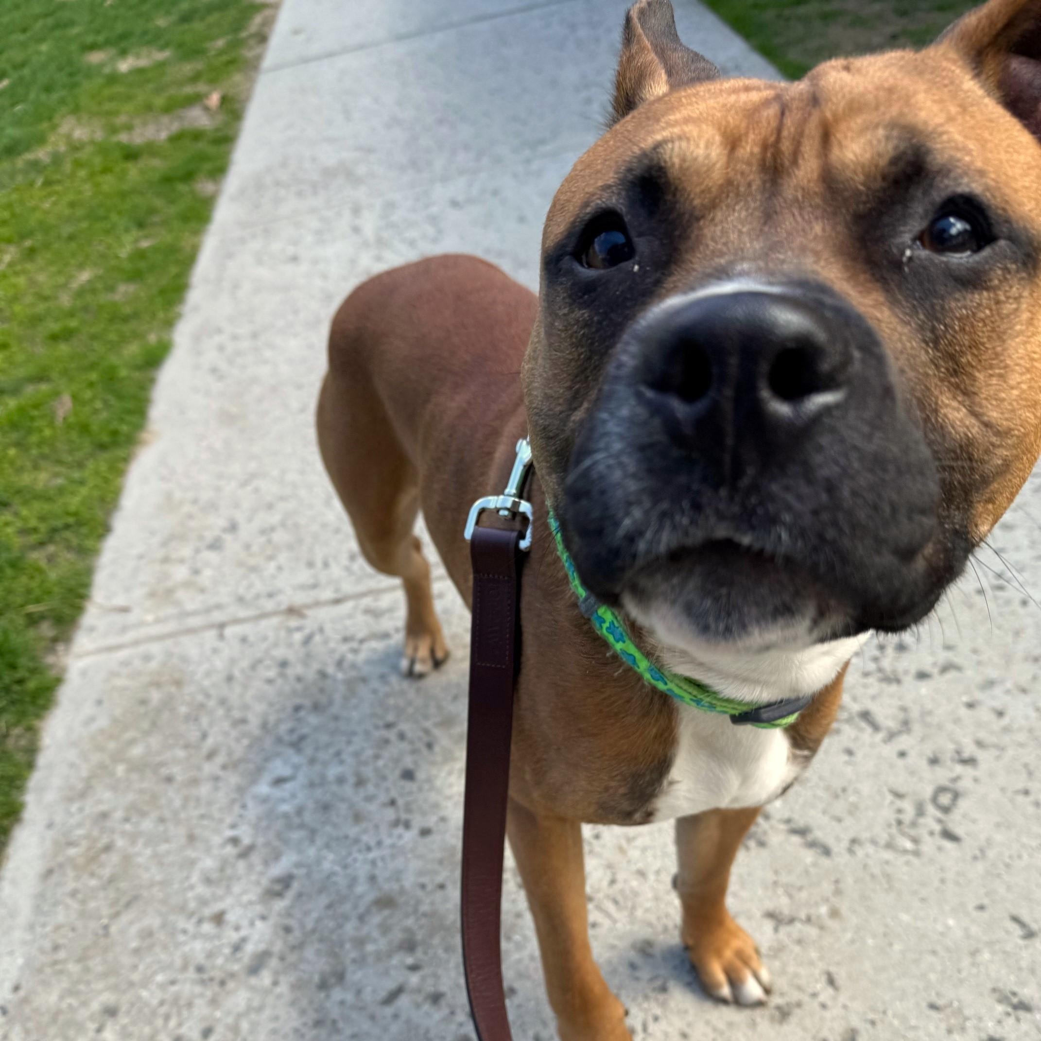 Winston, Adoptable, Young Male Mixed Breed.