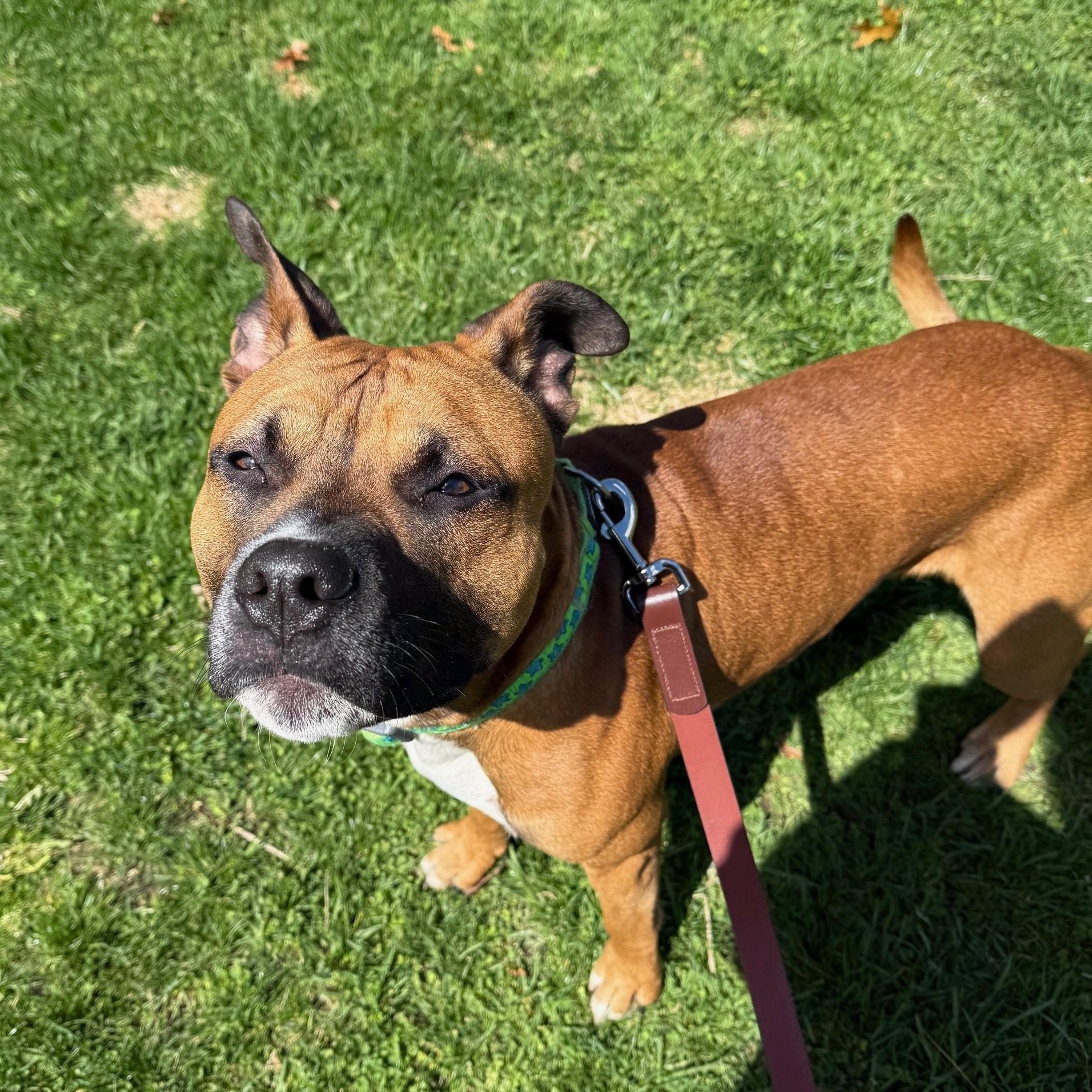 Winston, a Adoptable Mixed Breed in Brookhaven, NY image 2/3