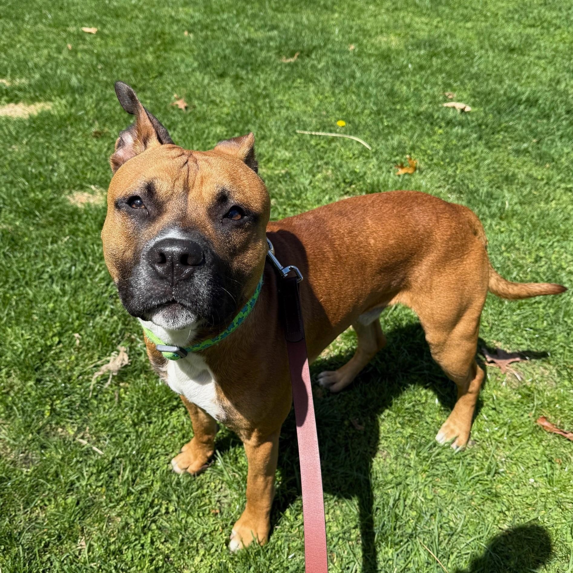 Winston, a Adoptable Mixed Breed in Brookhaven, NY image 3/3