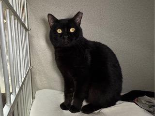 Midnight Rider, ADOPTABLE, Young Male Domestic Short Hair.