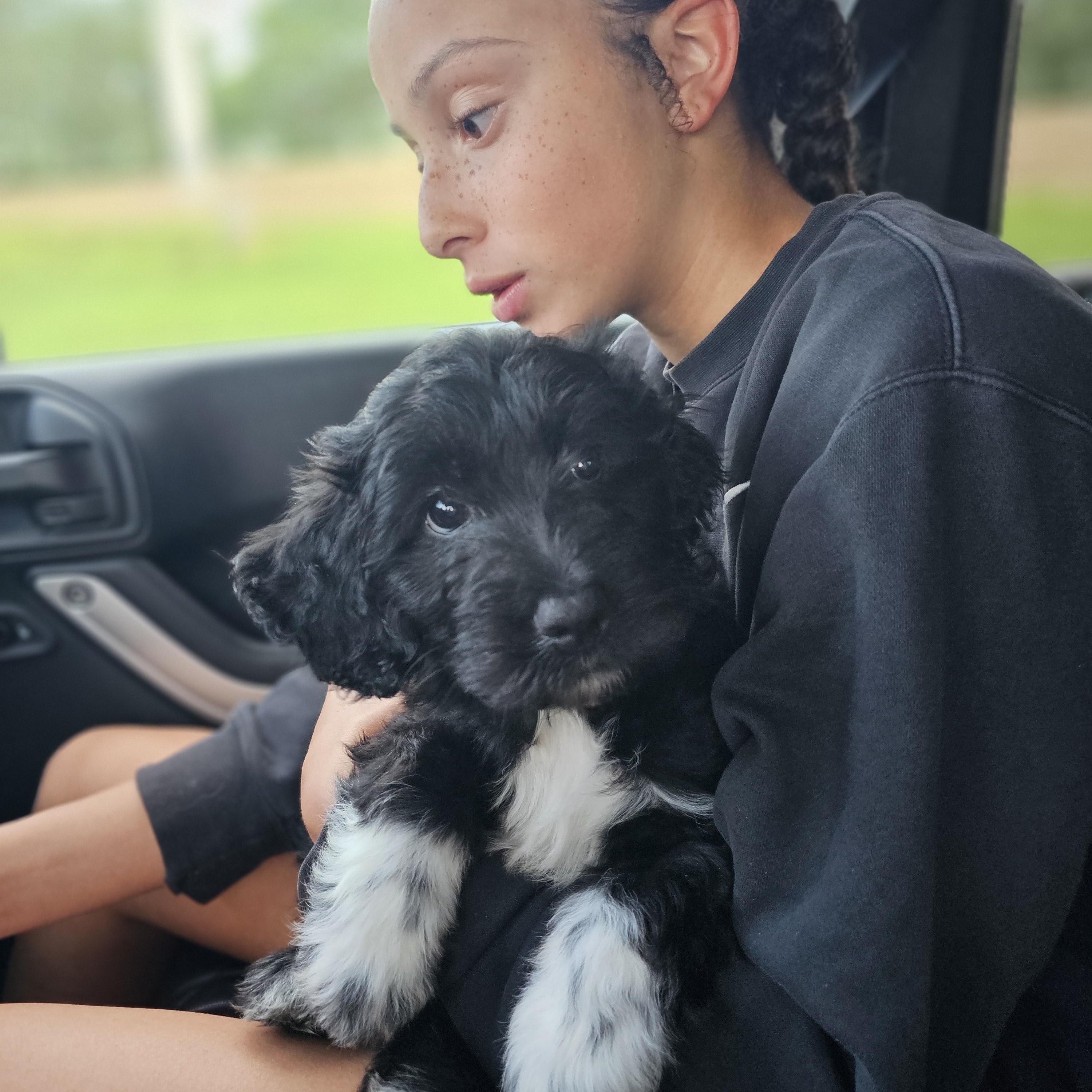 Enlarge Polly Springfield , a Adoptable Bernadoodle in Springfield , IL image 2/6