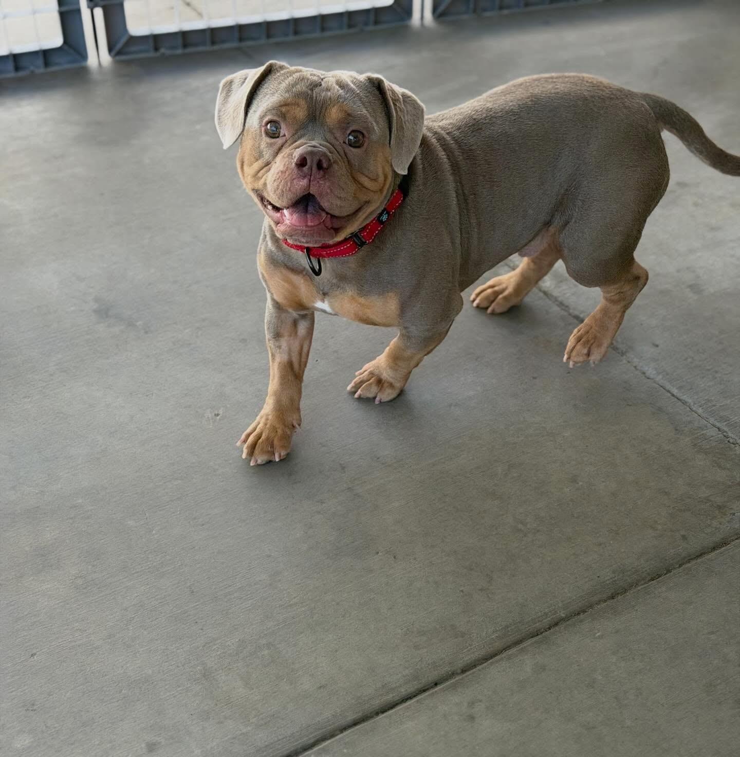Enlarge Tyke, a ADOPTABLE mixed breed in Las Vegas, NV image 1/5