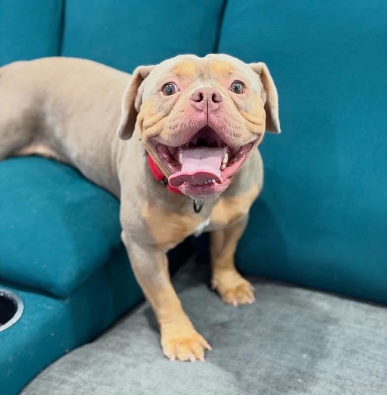 Enlarge Tyke, a ADOPTABLE mixed breed in Las Vegas, NV image 3/5