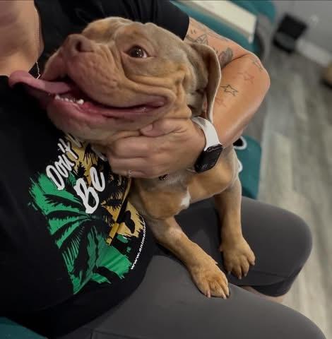 Enlarge Tyke, a ADOPTABLE mixed breed in Las Vegas, NV image 5/5