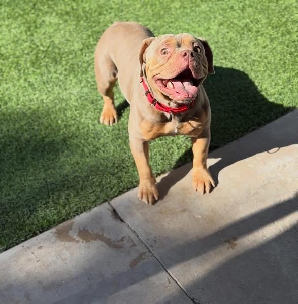 Enlarge Tyke, a ADOPTABLE mixed breed in Las Vegas, NV image 4/5