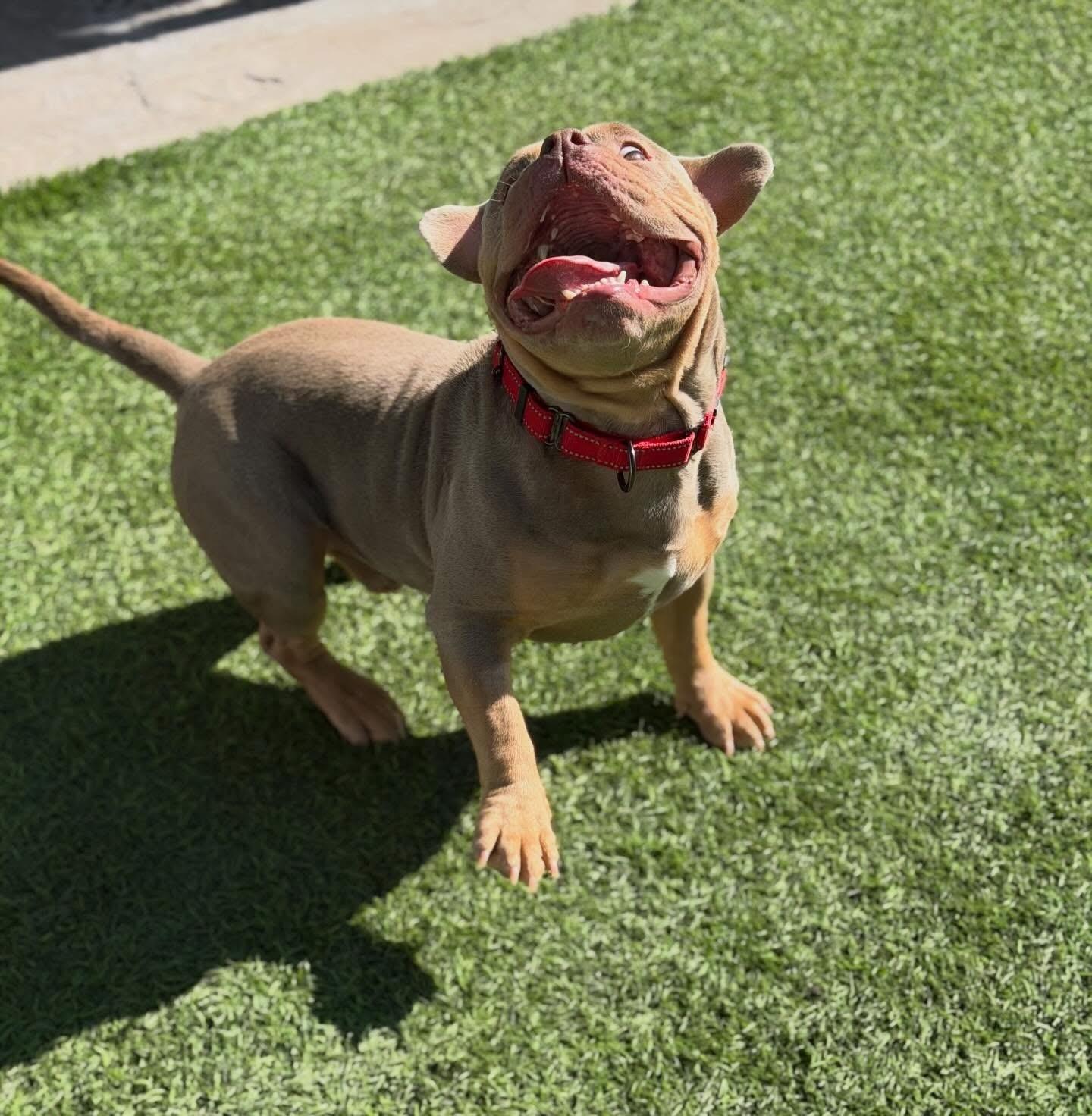 Enlarge Tyke, a ADOPTABLE mixed breed in Las Vegas, NV image 2/5