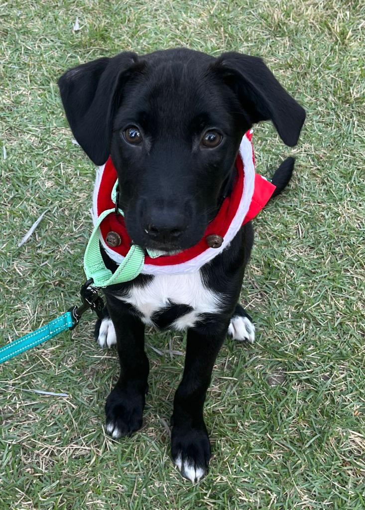 Enlarge Gecko, a Adopted mixed breed in San Juan de Abajo, NAY image 2/4