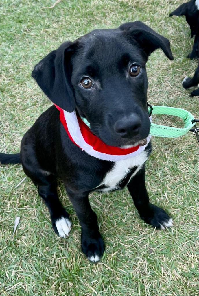 Enlarge Gecko, a Adopted mixed breed in San Juan de Abajo, NAY image 4/4