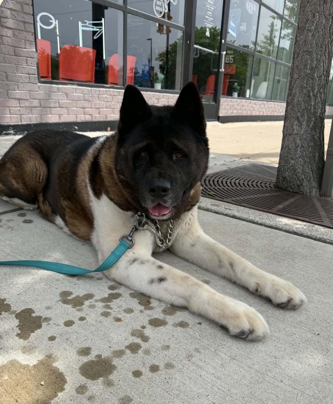 Enlarge Panda, a ADOPTABLE Akita in Dearborn, MI image 1/5
