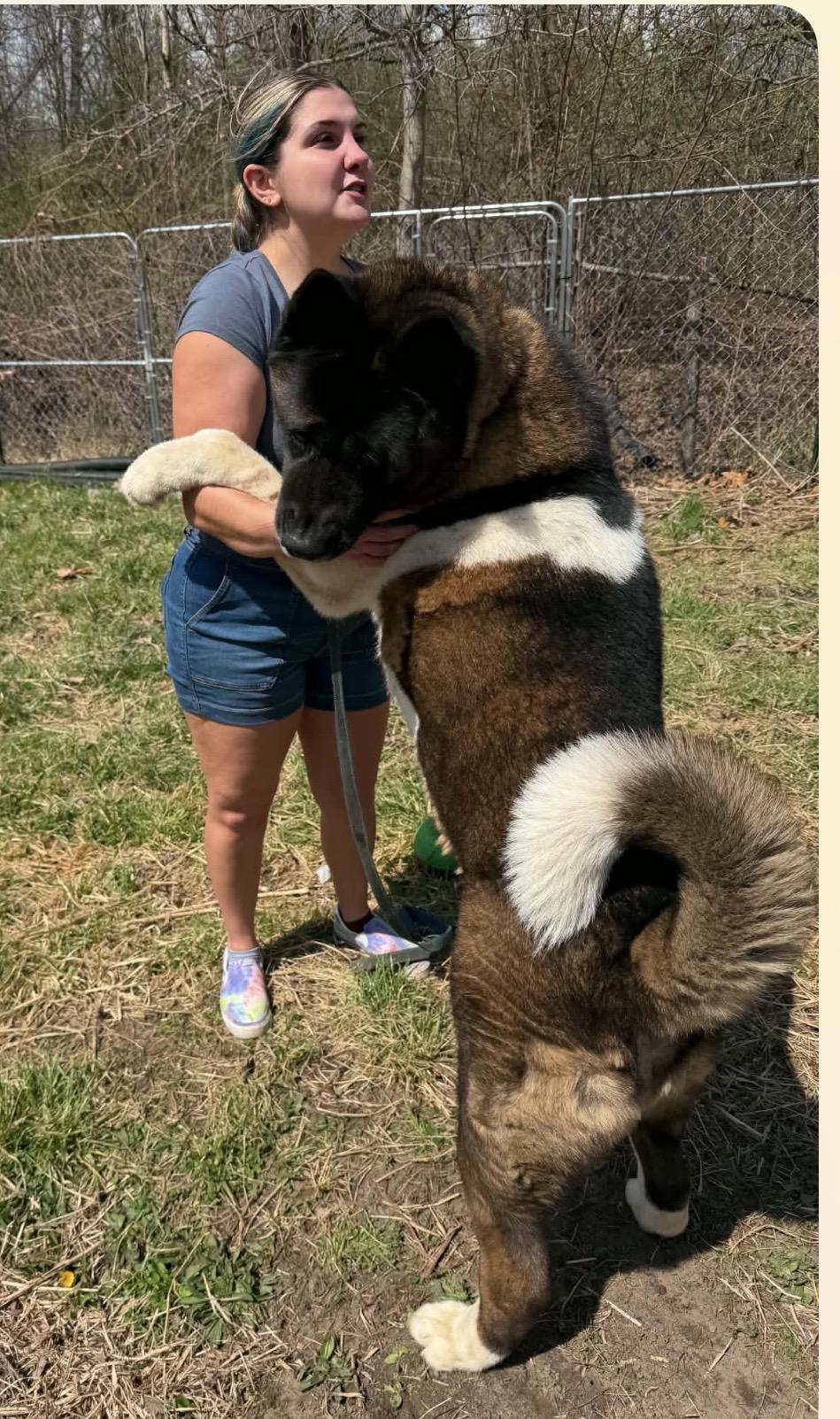Enlarge Panda, a ADOPTABLE Akita in Dearborn, MI image 5/5