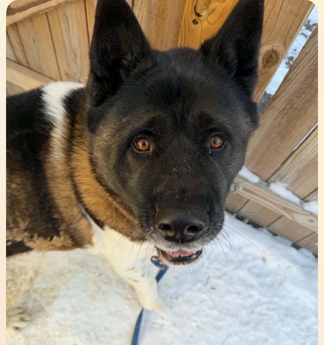 Enlarge Panda, a ADOPTABLE Akita in Dearborn, MI image 2/5