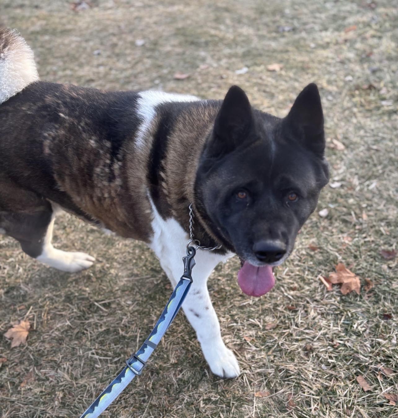 Enlarge Panda, a ADOPTABLE Akita in Dearborn, MI image 3/5