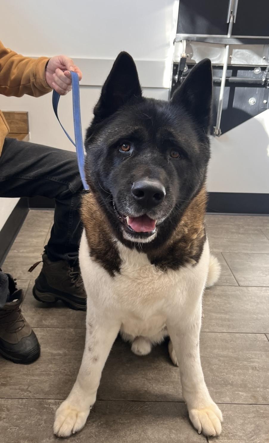 Enlarge Panda, a ADOPTABLE Akita in Dearborn, MI image 4/5