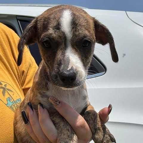 Enlarge Berry, a Adoptable Chiweenie in Houston, TX image 2/4