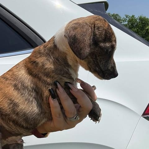 Enlarge Berry, a Adoptable Chiweenie in Houston, TX image 3/4