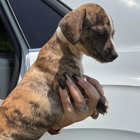 Enlarge Berry, a Adoptable Chiweenie in Houston, TX image 4/4