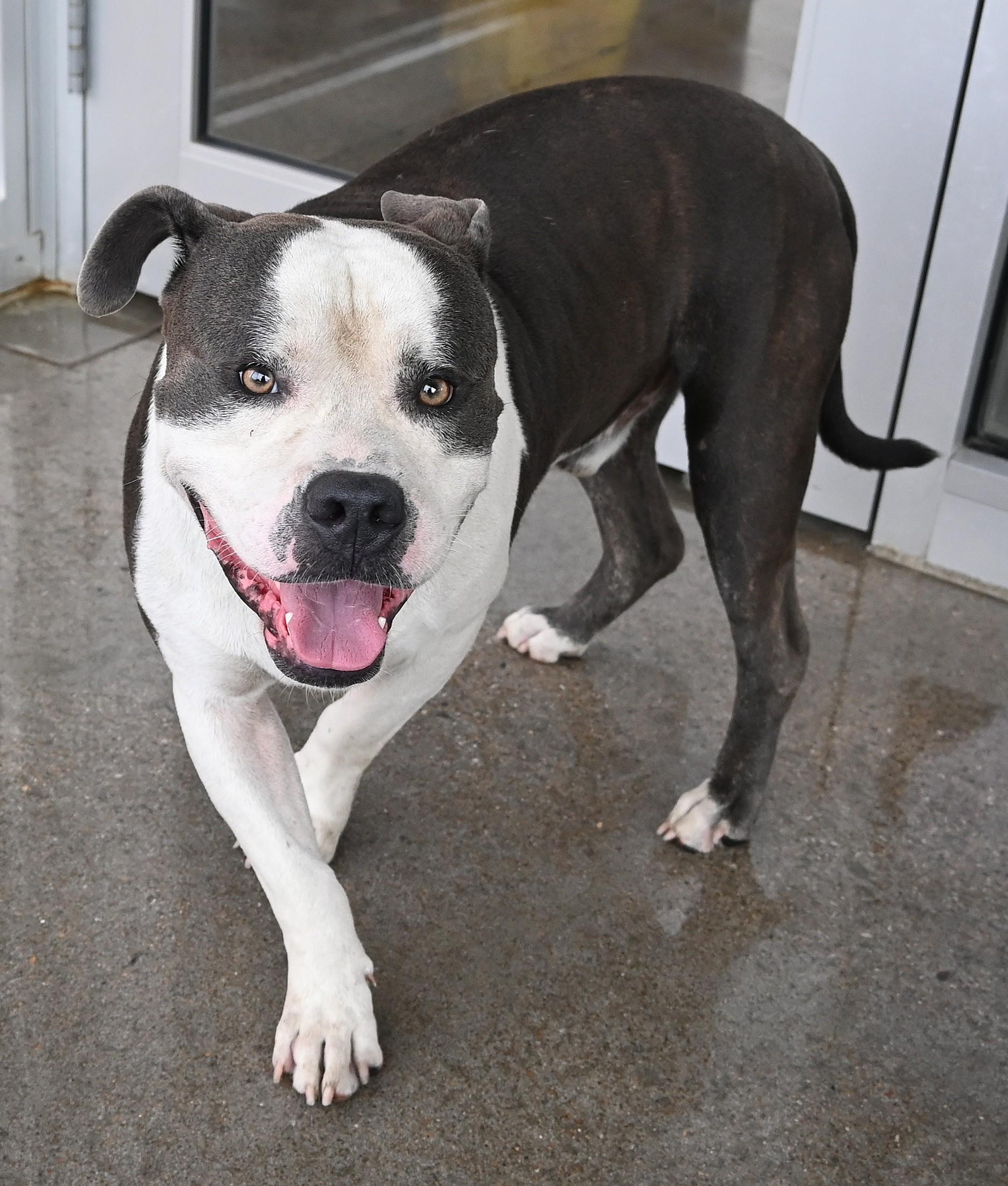22639, Adoptable, Adult Male Pit Bull Terrier.