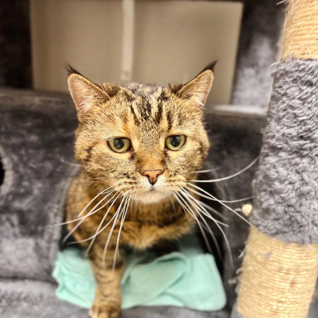 Alley, Adoptable, Senior Female Domestic Short Hair.