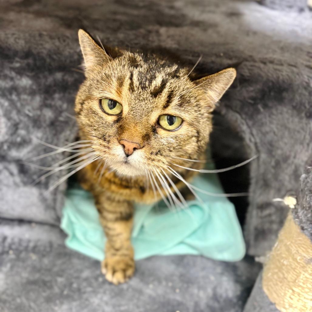 Enlarge Alley, a Adoptable Domestic Short Hair in Great Falls, MT image 2/2