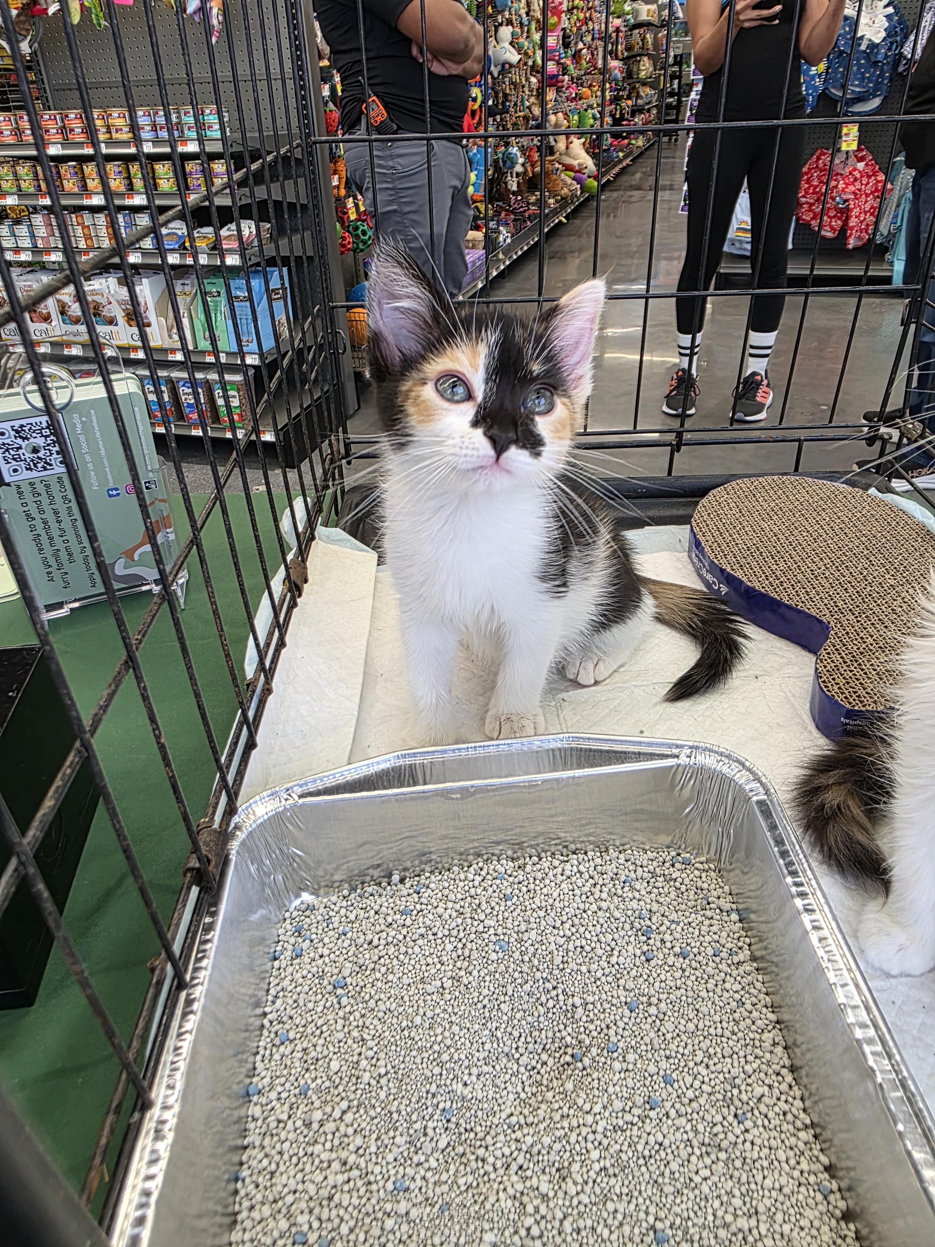Victoria , an adopted Domestic Short Hair in Maitland, FL image 1/4