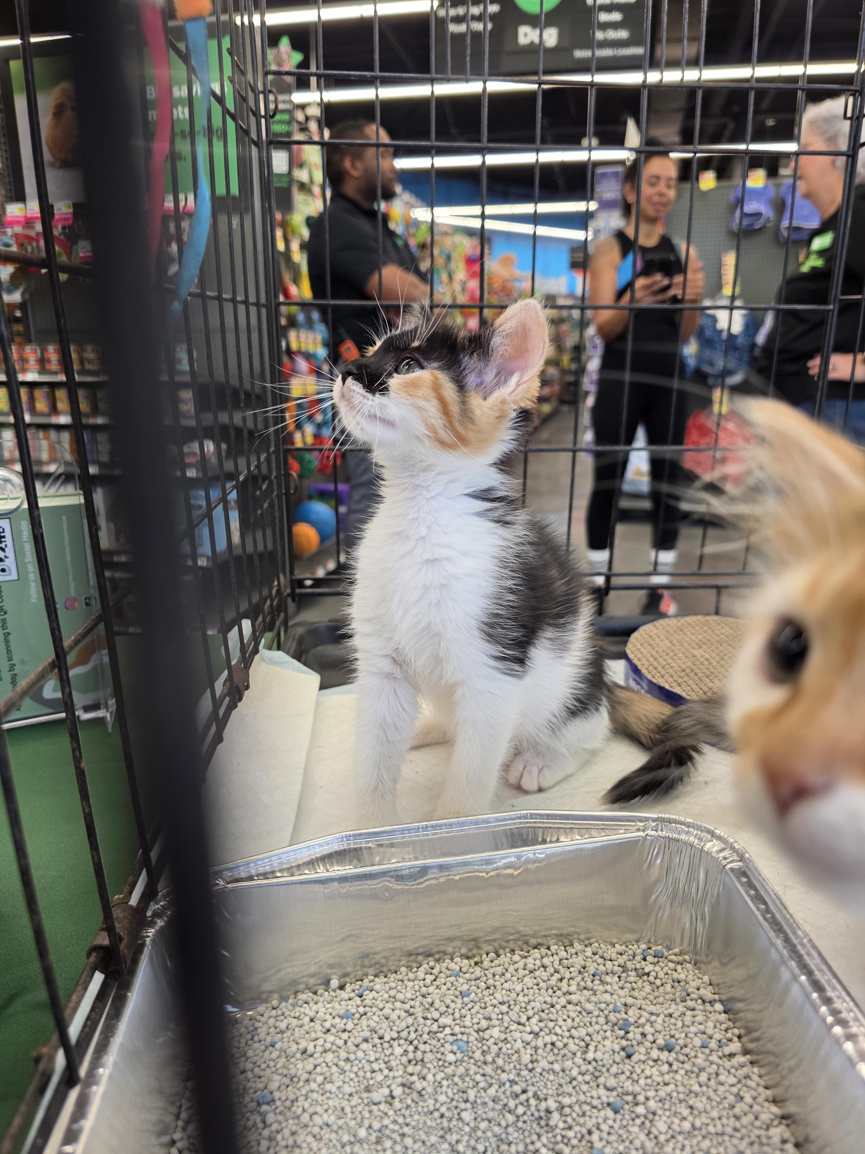 Victoria , an adopted Domestic Short Hair in Maitland, FL image 2/4