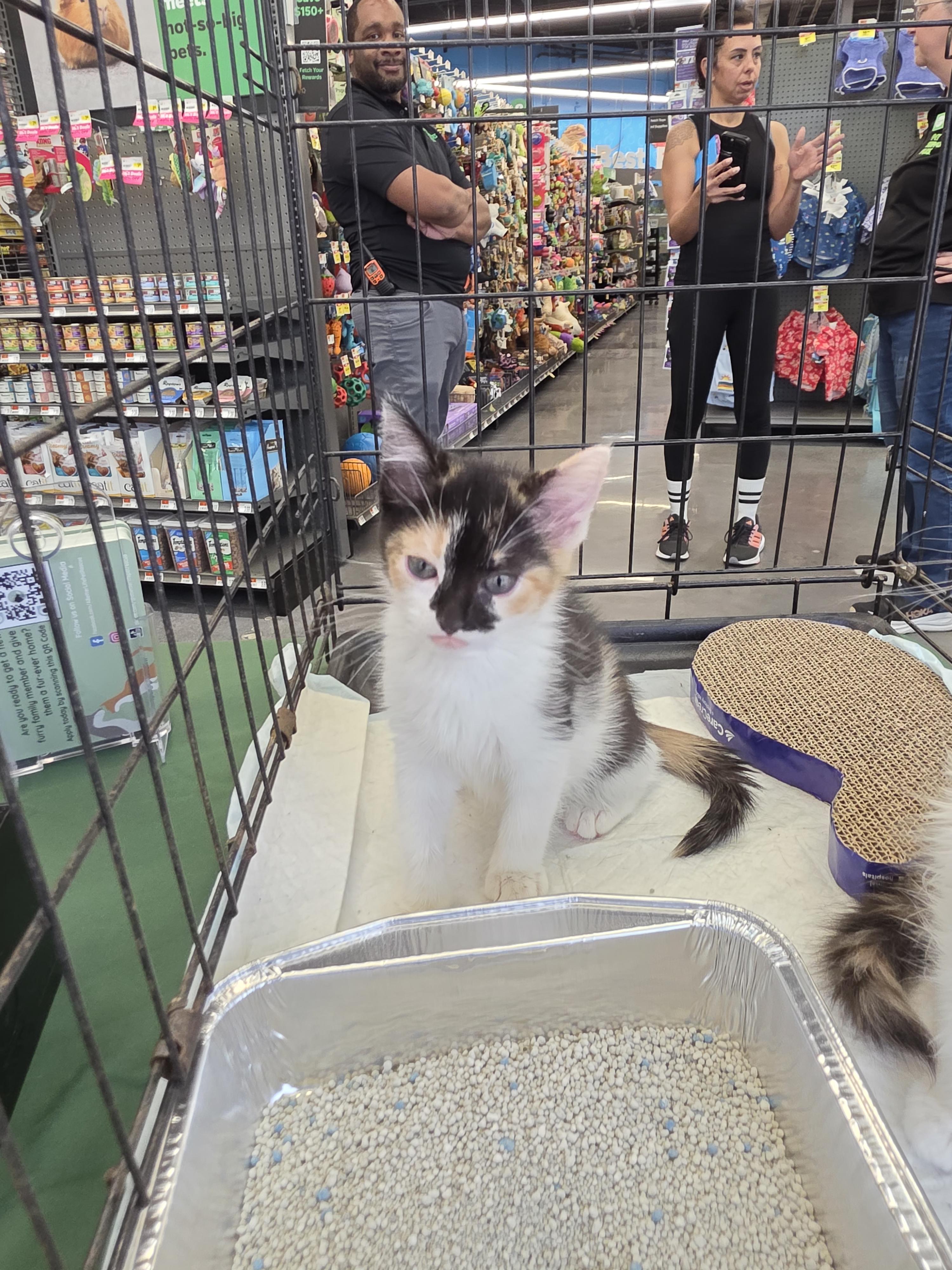 Victoria , an adopted Domestic Short Hair in Maitland, FL image 3/4